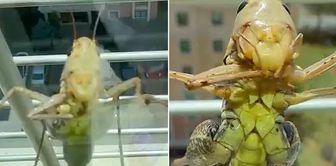 Giant locusts have swarmed Istanbul! Images are coming in one after another from many districts.