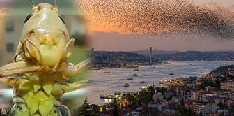 They are coming to Turkey in droves! After Istanbul, they have also surrounded that province.