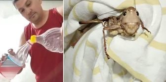 Giant locusts spreading from the Balkans were also seen in Bursa.