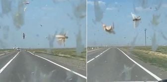 Images from right next to Istanbul! They have invaded everywhere.