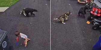 Dog saves 6-year-old child from bear attack