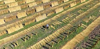 In the Kızılırmak Delta, 'goga grass' became a source of income for farmers.
