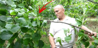 The hazelnut harvest has begun, and the news is bad: half of the nuts are empty.