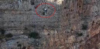 Dangerous harvest on a 600-meter cliff! It is sold for 15 thousand liras per kilo.