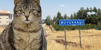 Ребёнок, которого укусила кошка, был интубирован.