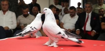 Don't overlook the pigeon: People are amazed when they hear the price! They showed up on the red carpet