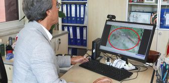 Scorpion alarm in Istanbul! Critical warnings from experts.