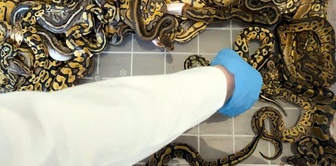 67 live pythons that were attempted to be smuggled into Turkey were seized at Kapıkule.