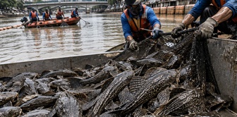 They threw them from the aquarium into the river, and they became a nuisance! Now they are going to clean up 10 tons of them.