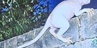 Did it come from another dimension? The mysterious creature that kills animals was caught on camera