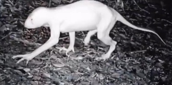 The mysterious creature that kills animals was filmed again.