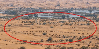 A surprising sight in the middle of the desert! They can't stop it from spreading