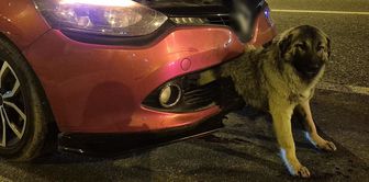 İlginç kaza! Köpek, kendisine çarpan otomobilin tamponuna sıkıştı