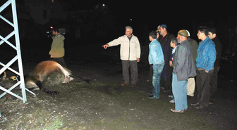 Erzurum: Erzurum'da Elektrik Akımına Kapılan İnek Telef Oldu