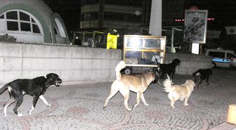 Samsun: Samsun'da Sahipsiz Köpekler Tedirgin Ediyor