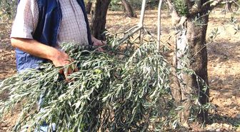 Balıkesir: Balıkesir'de Zeytin Hırsızlığı