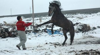 Köy Çocuklarının Tay ve Köpeklerle Kış Oyunları