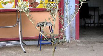 Havran Esnafı Sokakları Zeytin Fidanlarıyla Donattı