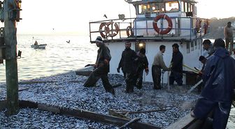 Sinop'ta Bir Yılda 16 Bin 343 Ton Su Ürünü Avlandı
