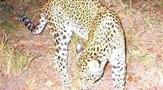 Hayalet Leopar İlk Kez Görüntülendi