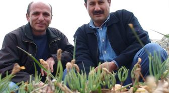 Toroslar'a Ekilen Sedir Tohumları Yeşeriyor
