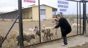 Nazilli'de Sokak Köpekleri Sağlık Taramasından Geçirildi