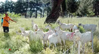 Çanakkale'de Keçiler Podyuma Çıktı