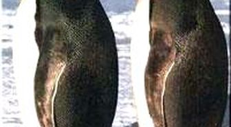 Penguen Yolunu Şaşırırsa