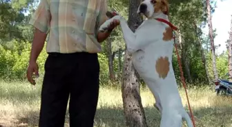 Gönen'de Av Köpekleri Yarıştı