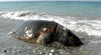 Alanya Plajında Ölü Olarak Bulunan Caretta Caretta İçin Soruşturma
