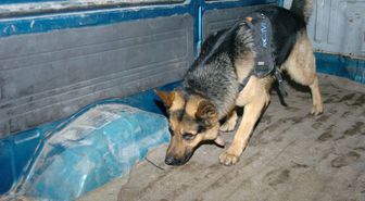 Alman Kurt Köpeği Leon, Uyuşturucuya Geçit Vermiyor