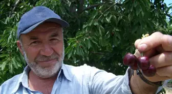 Kıreli'nde Organik Kiraz Atağı