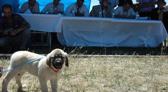 Kangal Çoban Köpeği ve Koyunu Festivali Sona Erdi