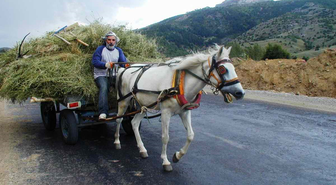 Hasat Mevsimi Erken Başladı