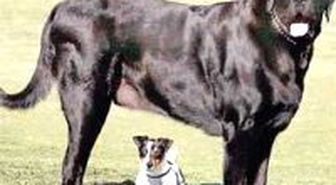 Boyu 1.96, 125 Kilo
