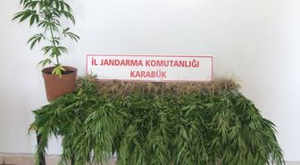 Safranbolu'da Kenevir Operasyonu