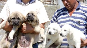 Kangal Yavruları İçin Bir Sene Sıra Veriyorlar