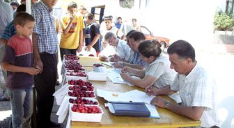 Yalova'da Kızılcık Şenliği