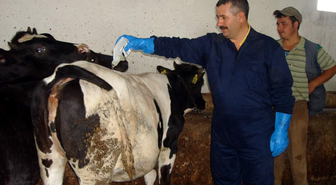 Afyonkarahisar'da 'Kene' Tedbirleri