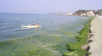 Mudanya Sahillerinde Yosun İstilası