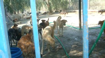 Kuşadası Köpekevi'nde 2. Açlık Skandalı