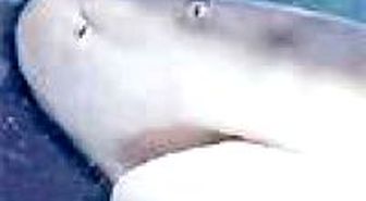 Jaws Gece Saldırdı