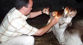İnek Ölümlerinin Nedeni 'Geyik Hastalığı'