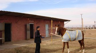 Tarımdan Umudunu Kesen Çiftçi, Yarış Atı Yetiştiriyor