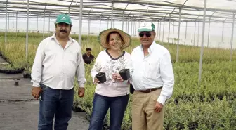 'Zeytin İçin İkliminiz ve Toprağınız Çok Uygun'