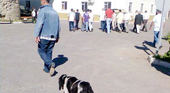 Köpeğin İnanılmaz Sadakati