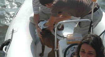 Çanakkale'de Denize Düşen Köpeğe Zodyak Botlu Kurtarma Operasyonu