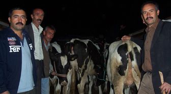 Darande'de Damızlık Süt İneği Dağıtımı Yapıldı