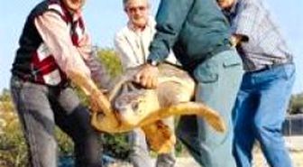 Caretta Operasyonu