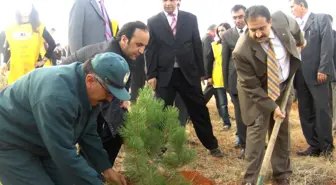 Tokat'ta 250 Adet Fidan Toprakla Buluştu